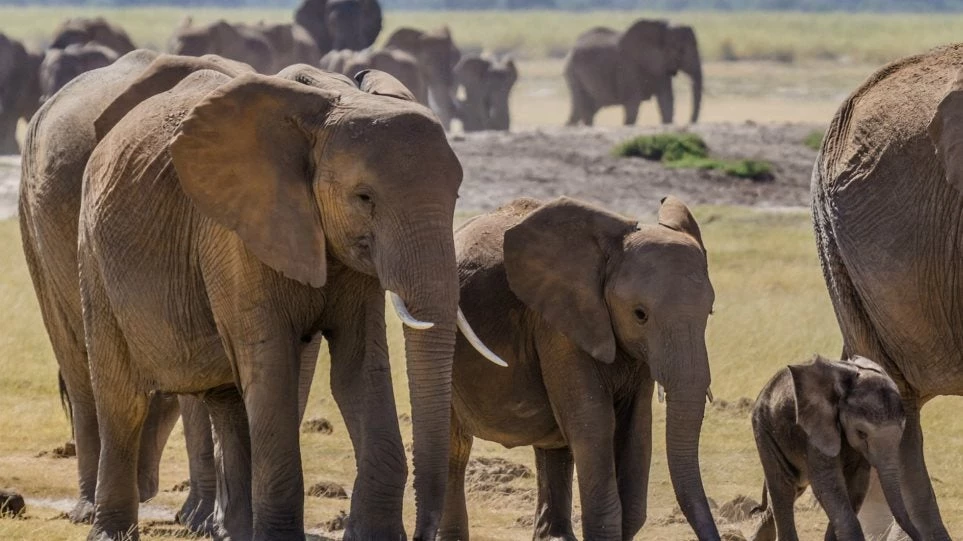 Νέα ανακάλυψη: Μυστικό γονίδιο σκοτώνει τον καρκίνο και υπάρχει μόνο στους ελέφαντες!
